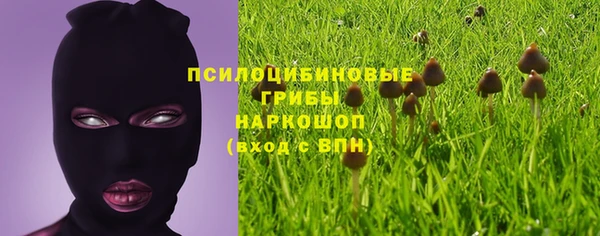 стаф Новозыбков